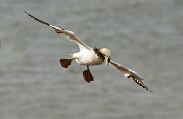 Image showing A gannet above the sea 