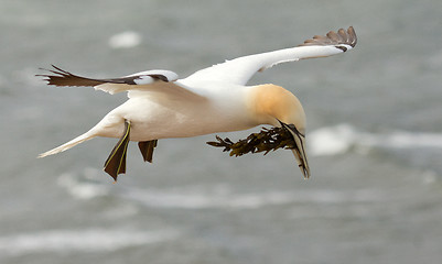 Image showing A gannet above the sea 