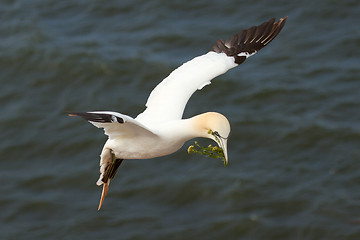 Image showing A gannet above the sea 