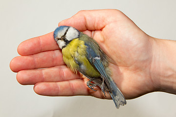 Image showing A deceased blue tit is being held by a woman's hand 