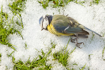 Image showing A blue tit starved to death and lies on the cold snow 