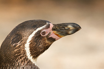 Image showing A Humboldt penguin in a dutch zoo 