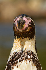 Image showing A Humboldt penguin in a dutch zoo 