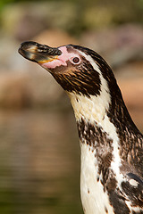 Image showing A Humboldt penguin in a dutch zoo 