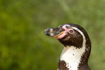 Image showing A Humboldt penguin in a dutch zoo 