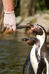 Image showing A pinguin is being fed in a dutch zoo 