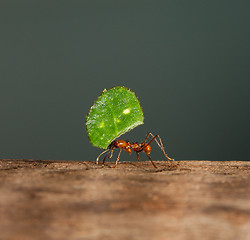 Image showing A leaf cutter ant is carrying a leaf