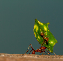 Image showing A leaf cutter ant is carrying a leaf