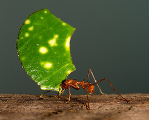 Image showing A leaf cutter ant is carrying a leaf