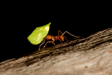 Image showing A leaf cutter ant is carrying a leaf