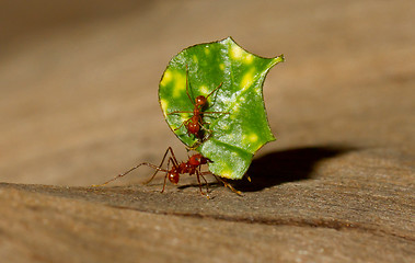 Image showing A leaf cutter ant is carrying a leaf