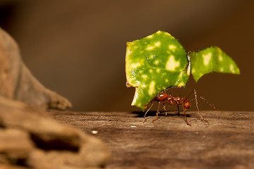 Image showing A leaf cutter ant is carrying a leaf