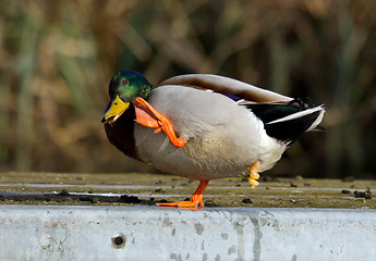 Image showing A duck is washing itself 