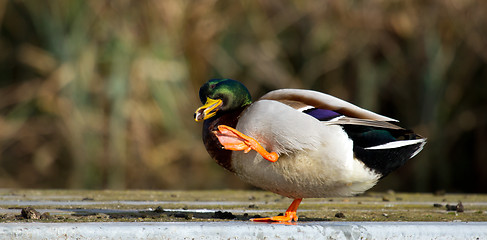 Image showing A duck is washing itself 