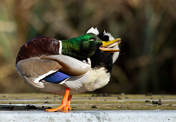 Image showing A duck is washing itself 