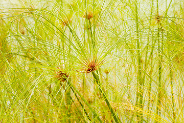 Image showing Water plants in summer