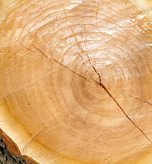 Image showing wooden texture