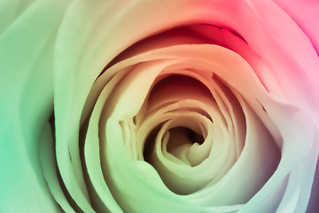 Image showing multicolor rose