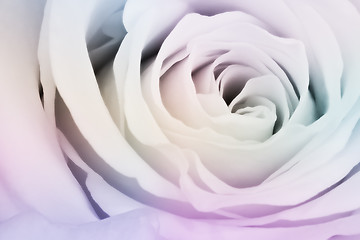 Image showing multicolor rose