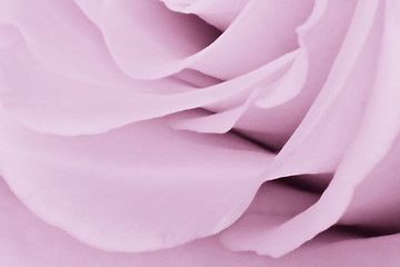 Image showing violet rose close up