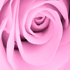 Image showing pink rose close up