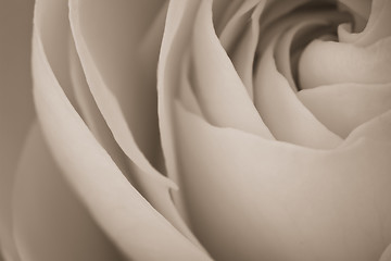 Image showing white rose macro