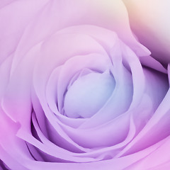 Image showing multicolor rose