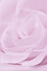 Image showing violet rose close up