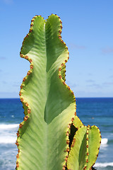 Image showing Cactus Beach