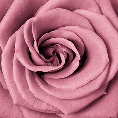 Image showing pink rose