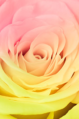 Image showing multicolor rose