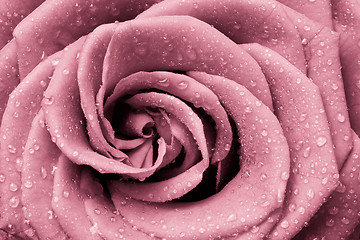 Image showing pink rose