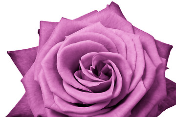 Image showing pink rose