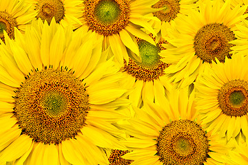 Image showing sunflower background