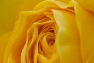 Image showing yellow rose macro