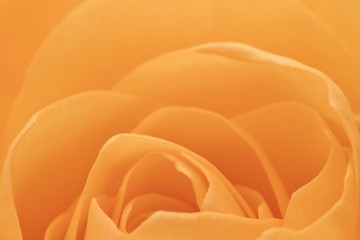 Image showing orange rose macro