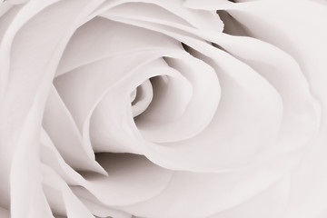 Image showing white rose close up