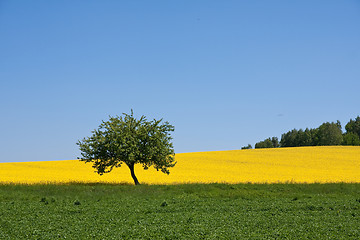 Image showing rape field