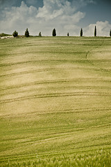 Image showing Typical Tuscan landscape