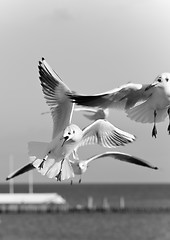 Image showing seagulls at pier