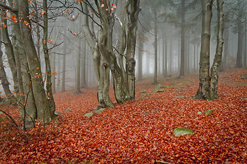 Image showing misty forest