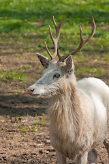 Image showing albino deer