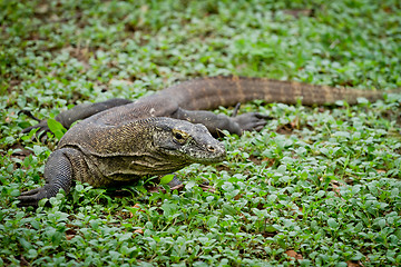 Image showing komodo dragon in natural habitat