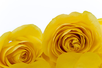 Image showing yellow rose macro