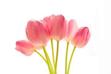 Image showing bunch of tulips