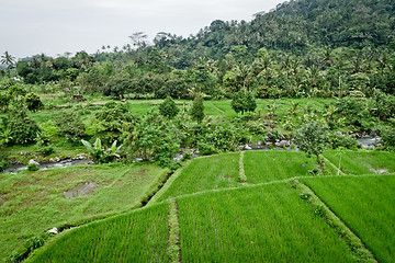 Image showing rice fields in Bali, Indonesia