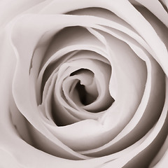 Image showing white rose close up