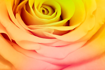 Image showing multicolor rose