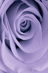 Image showing violet rose close up