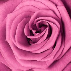 Image showing pink rose